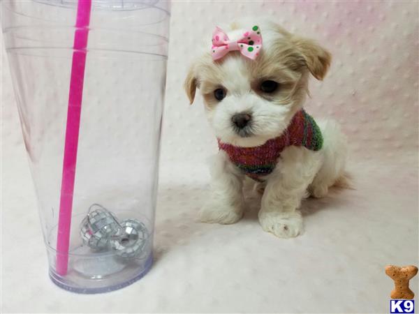 lvpuppyheaven Picture 2